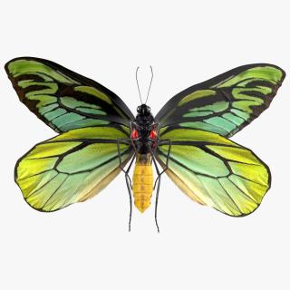 3D Animated Flight Ornithoptera Alexandrae Butterfly Fur model