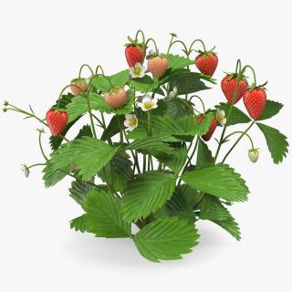 Strawberry Plant with Ripe and Unripe Fruits 3D model