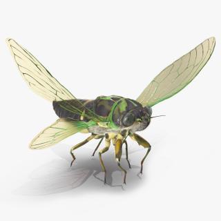 3D Cicada Pose Takeoff Fur model