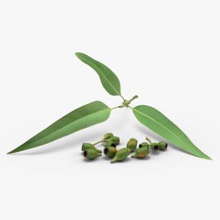 Eucalyptus Leaves with Separated Seed Pods 3D