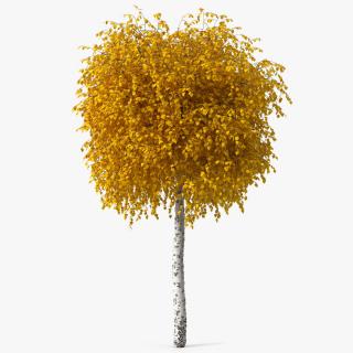 3D Small Birch Tree Yellow model
