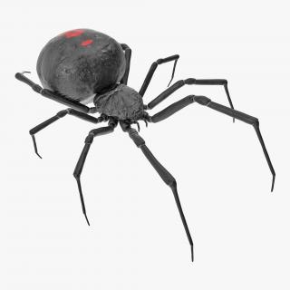 3D Latrodectus Spider model