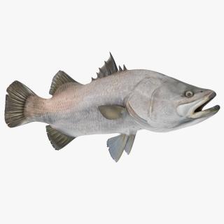 Barramundi Fish Rigged 3D