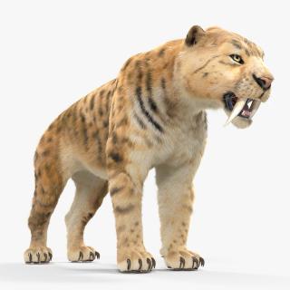 3D Saber Tooth Tiger with Fur