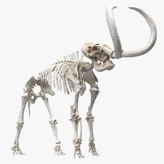 Mammoth Skeleton Clean Bones Standing Pose 3D