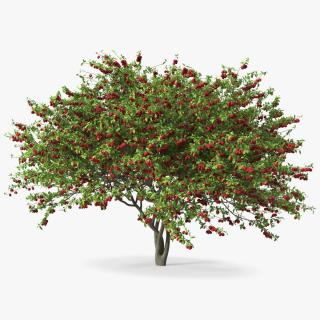 3D Red Plum Tree model