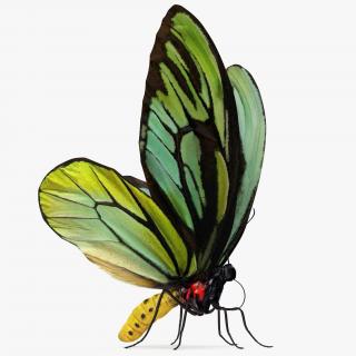 Butterfly Ornithoptera Alexandrae with Fur 3D