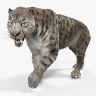 Arctic Saber Tooth Cat Walking Pose with Fur 3D model