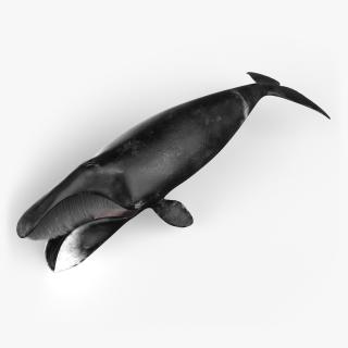 3D Sea Animal Bowhead Whale Rigged