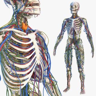 3D Male Skeleton Cardiovascular Lymphaticand and Nervous Systems