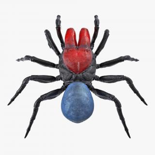 Mouse Spider Rigged 3D model