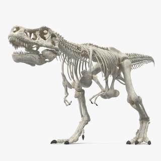 Tyrannosaurus Rex Skeleton Walking Pose 3D model