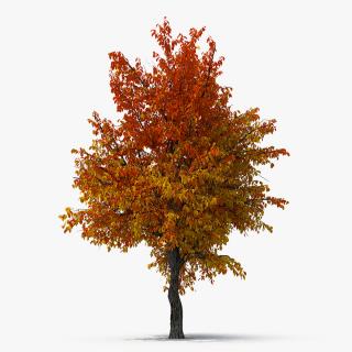 3D Autumn Pear Tree
