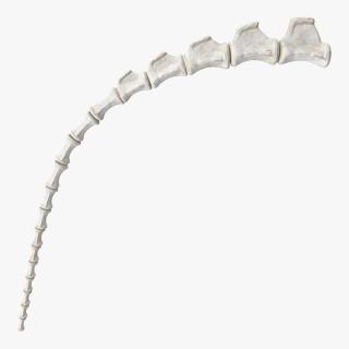 3D Tail Skeleton model