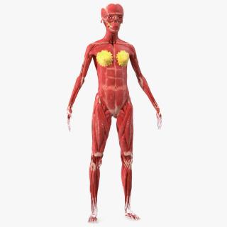 3D Girl Muscle System model