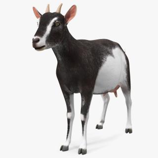 3D model Domestic Goat Rigged