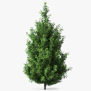 3D model Holly Tree