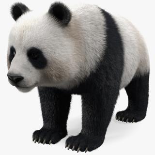 3D model Giant Panda Fur