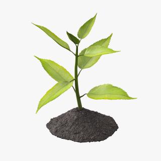 Young Plant Growing from Soil 3D model