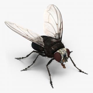 3D model Fly Rigged
