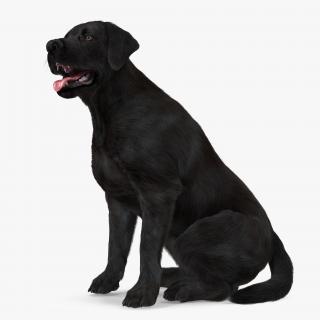 3D model Labrador Dog Black Sitting Fur