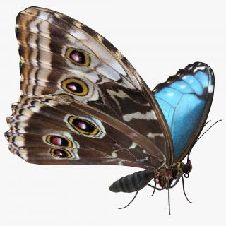Morpho Peleides Butterfly Rigged 3D