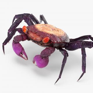 3D Vampire Crab Geosesarma model