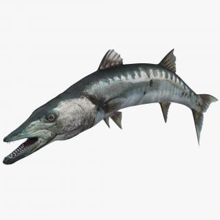 3D Barracuda Fish Pose 2