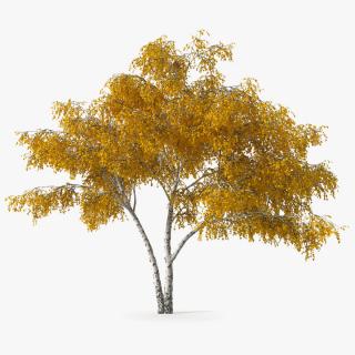 Silver Birch Yellow Tree 3D model