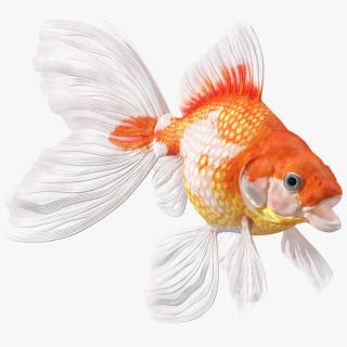 3D model White Goldfish Aquarium Fish Rigged