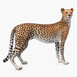 Cheetah Looking Around 3D