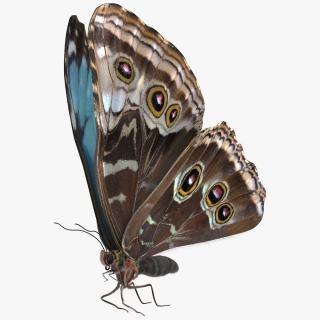 3D Animated Morpho Peleides Butterfly Flies Fur Rigged