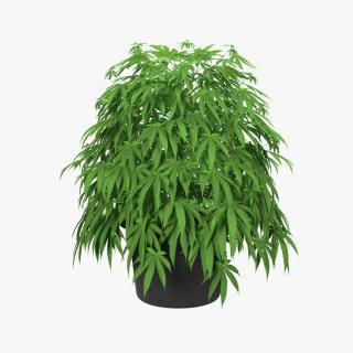 Marijuana Plant in a Pot 3D model