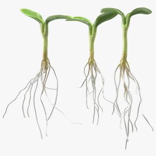 3D Sprout Roots Set