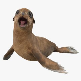 3D model Baby Sea Lion Rigged