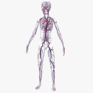 Boy Body Circulatory System 3D