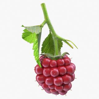 3D Not Ripe Berry Blackberry with Leaves Fur