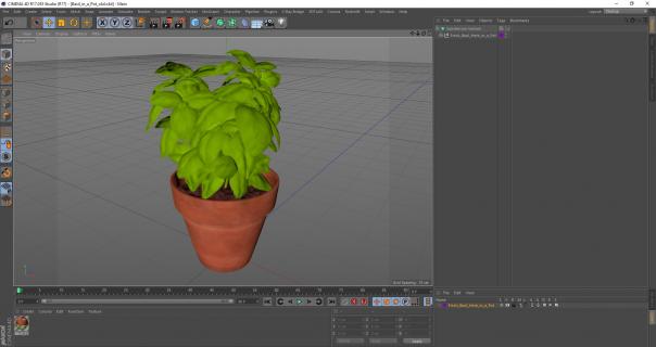 3D model Fresh Basil Herb in a Pot