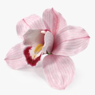Cymbidium Hybrid Orchid Pink Fur 3D