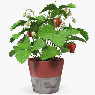 3D model Strawberry Plant with Fruits in Pot