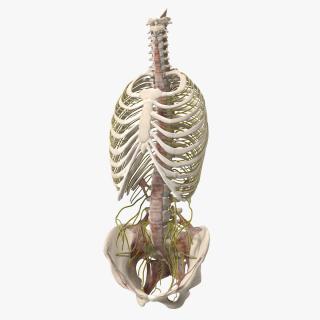 3D model Female Spine Anatomy