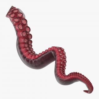 3D Octopus Tentacle Rigged model