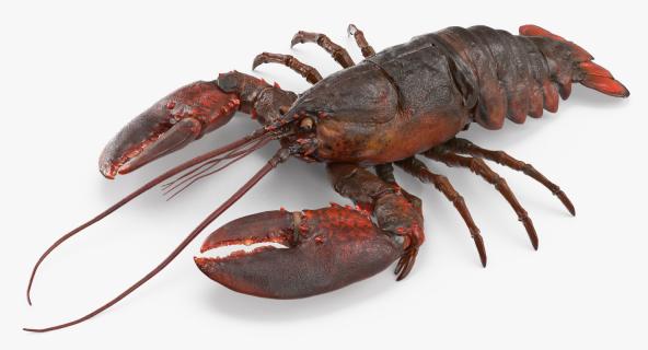 Lobster Rigged 3D model