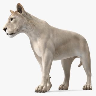 White Young Lion Walking Pose 3D model