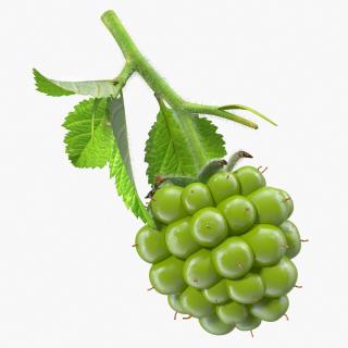 Unripe Green Blackberry with Leaves Fur 3D model