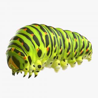 3D Swallowtail Caterpillar or Papilio Machaon with Fur