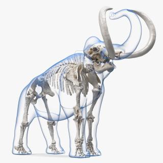 Adult Mammoth Clean Skeleton Shell Roar 3D model