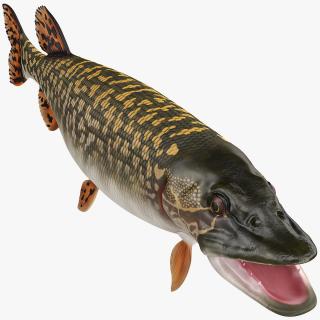 3D Northern Pike model