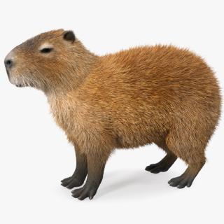 Capybara Fur 3D