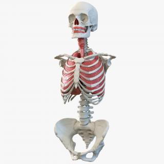 3D Human Female Torso Skeleton with Respiratory System